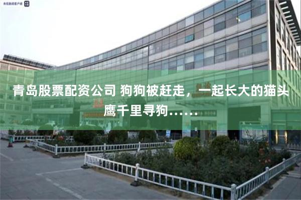 青岛股票配资公司 狗狗被赶走，一起长大的猫头鹰千里寻狗……
