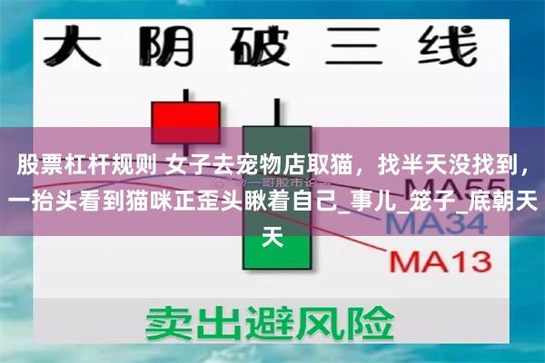 股票杠杆规则 女子去宠物店取猫，找半天没找到，一抬头看到猫咪正歪头瞅着自己_事儿_笼子_底朝天